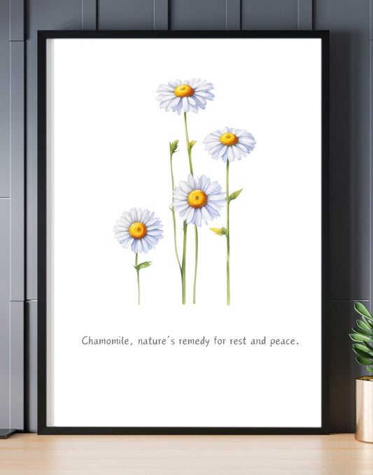 Chamomile Illustrated Herb Collection A4 Print Black Frame